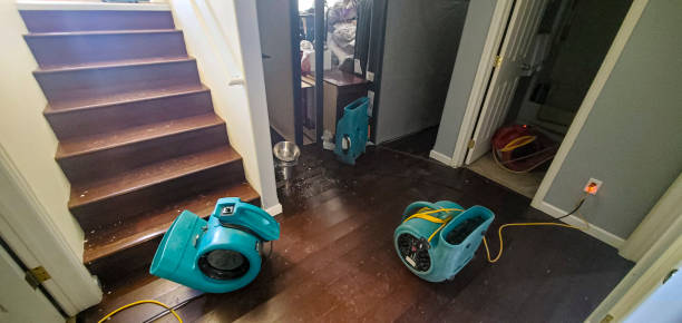 Best Water damage restoration near me  in Rockford, MN