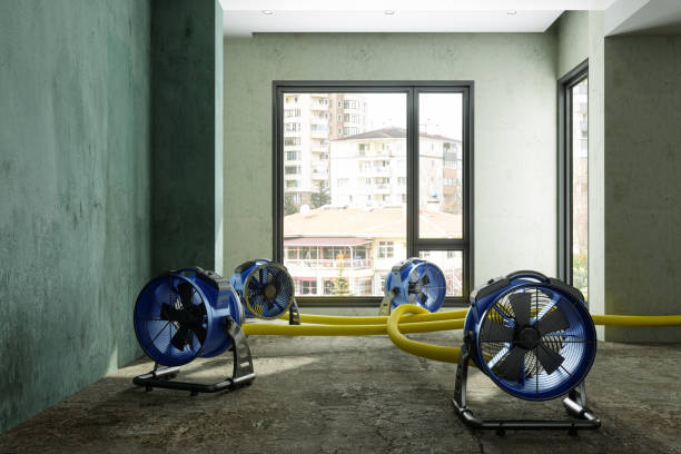 Best Water damage cleanup near me  in Rockford, MN